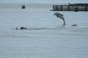 Bottlenose dolphins Red Bay 17/06/07© Pauline Majury
