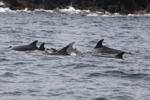 Bottlenose dolphin Pod, Castlehaven harbour, Co. Cork © Pádraig Whooley, IWDG