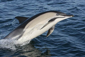 Common dolphin © Pádraig Whooley, IWDG