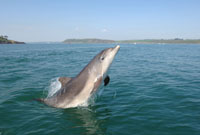 Bottlenose dolphin, Cork Harbour © Philip Daly