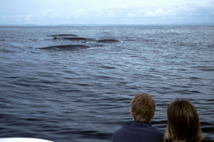 Fin whales, Irish South coast © Pádraig Whooley, IWDG