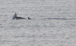 close up of whale � Norman Keane