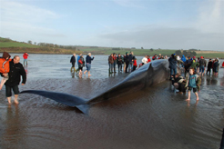 Fin whale in Courtmacsherry harbour � Paul Cullen