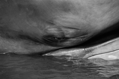 Fin whale in Courtmacsherry harbour © Paul Cullen