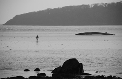 Fin whale in Courtmacsherry harbour © Paul Cullen