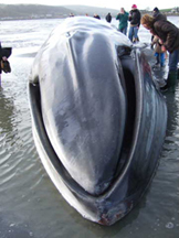 Fin whale in Courtmacsherry harbour � Peter Wolstenholme