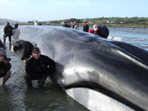 Fin whale in Courtmacsherry harbour � Peter Wolstenholme