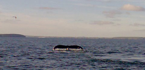 Humpback whale tail-fluking, Waterford Hbr. 31/07/07� Joe Molloy