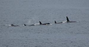 Killer whale pod, Broadhaven Bay, Co. Mayo © Irish Naval Service