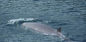 Northern bottlenose whale, Pulleen Harbour, Beara, Cork © Pádraig Whooley, IWDG