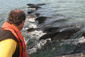 Pilot whales, Castlegregory, Co. Kerry © Simon Berrow
