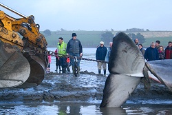 Contractors attempting to tow the whale � Dave Wall, IWDG