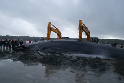 rollng the whale � Dave Wall, IWDG