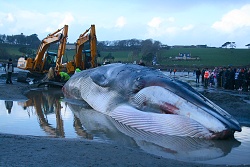 Contractors attempting to tow the whale � Dave Wall, IWDG