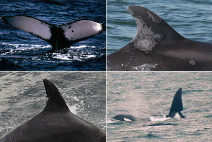 Example of unique whale and dolphin markings