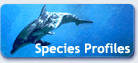 Species profiles...