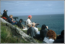 whalewatchers